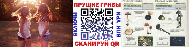 Галлюциногенные грибы Psilocybine cubensis  MEGA ССЫЛКА  Инта 